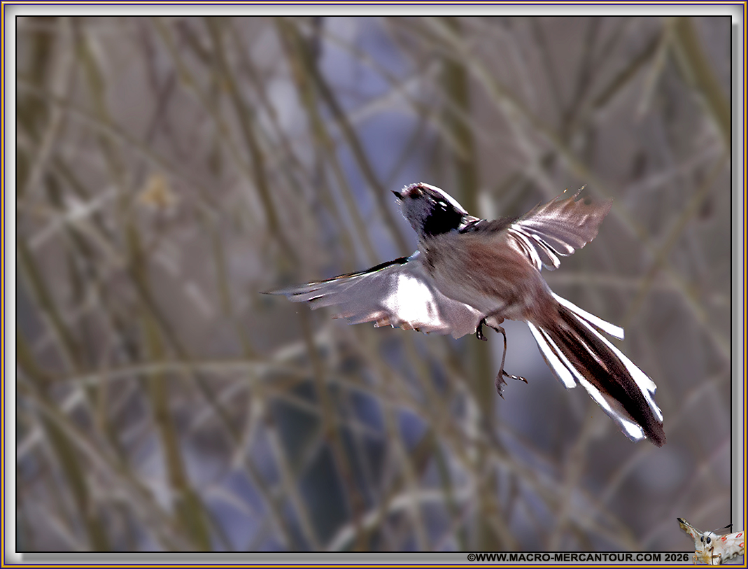 M&eacute;sange &agrave; longue queue